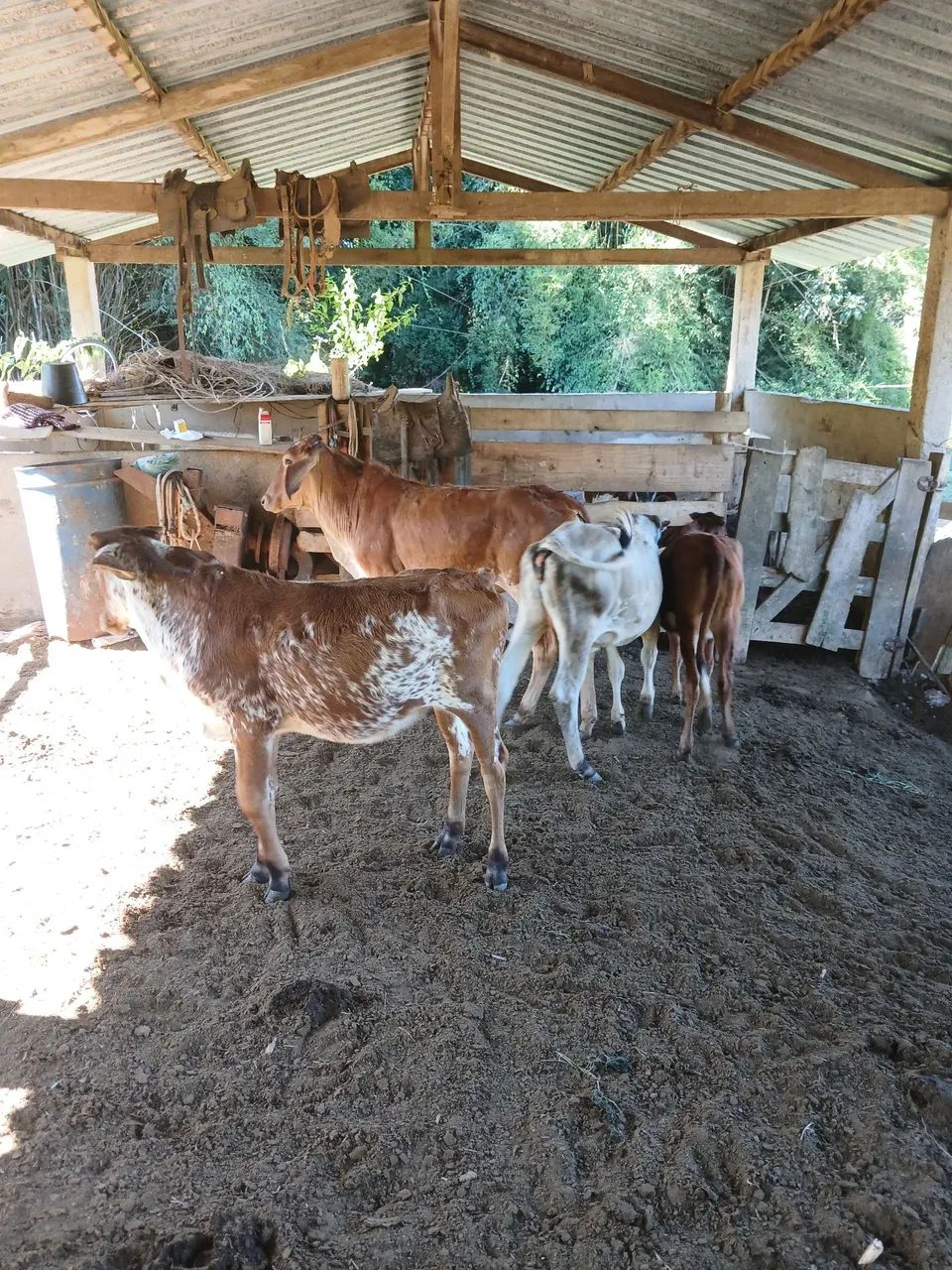 Bezerras 