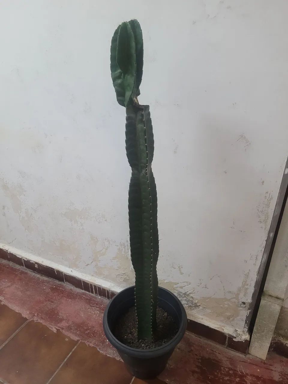 Plantas cactos  - Foto 2