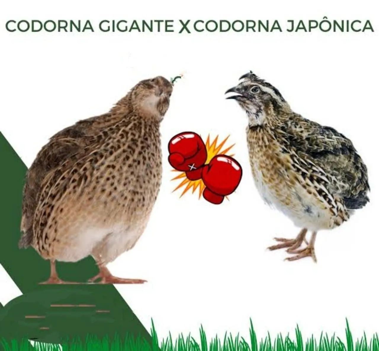Ovos fértil codirnas