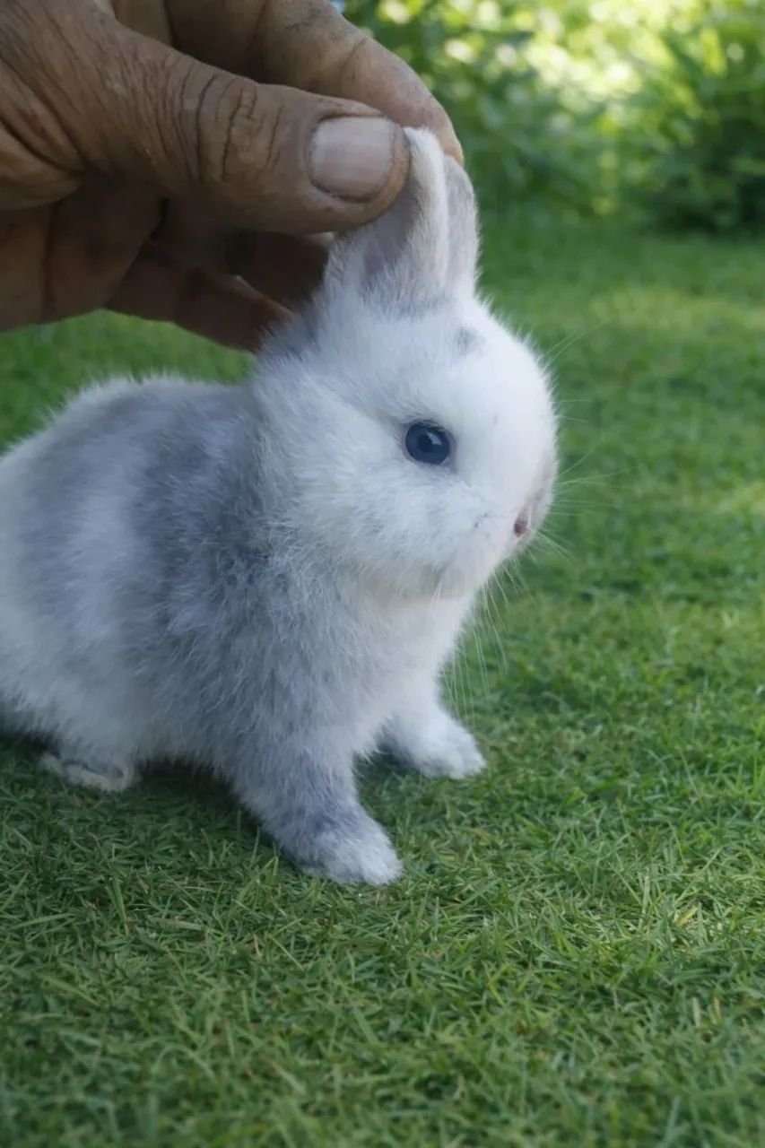 coelho anão netherland dwarf linhagem importada65049000037123125