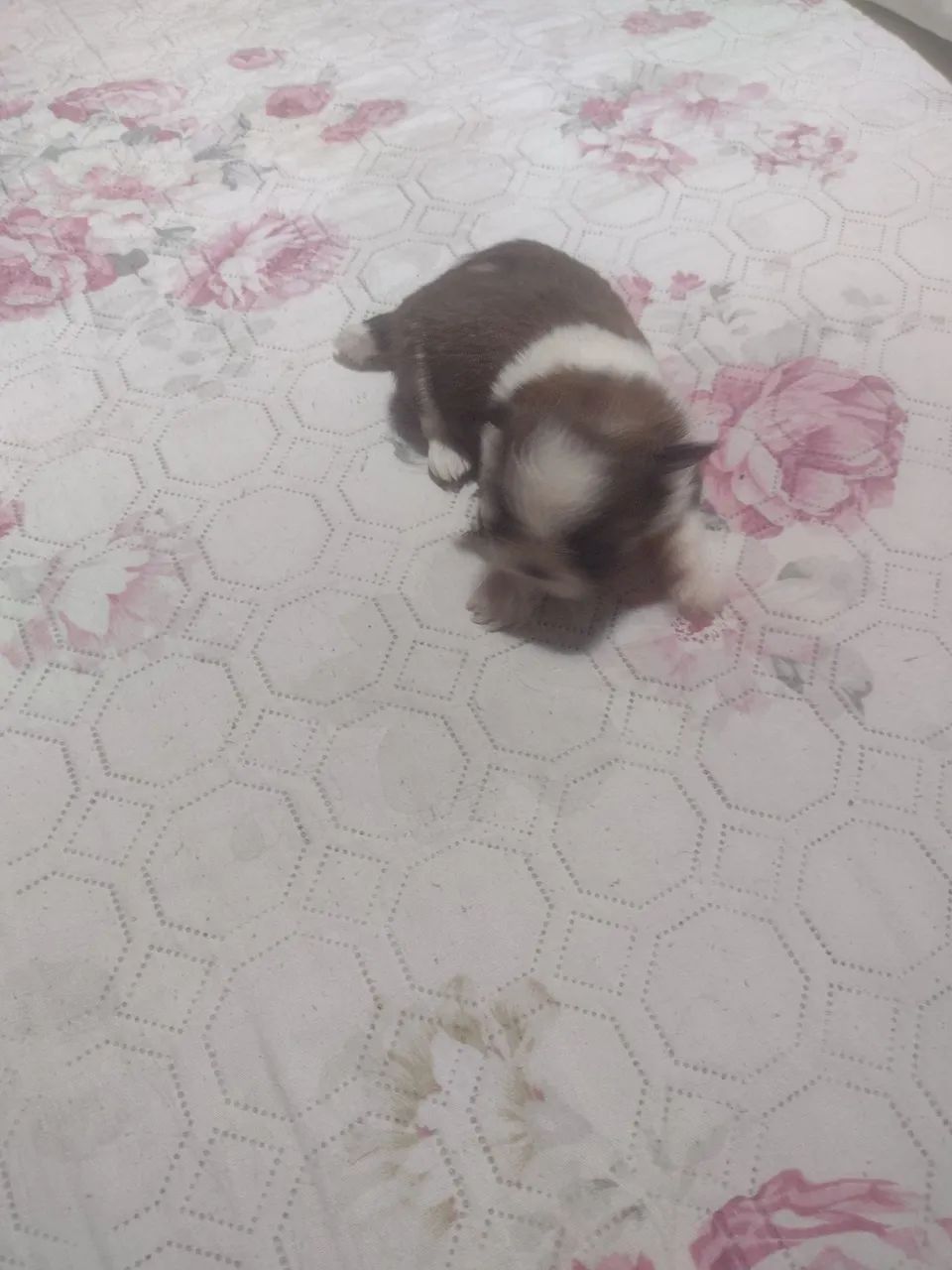 Macho Shih tzu  - Foto 4