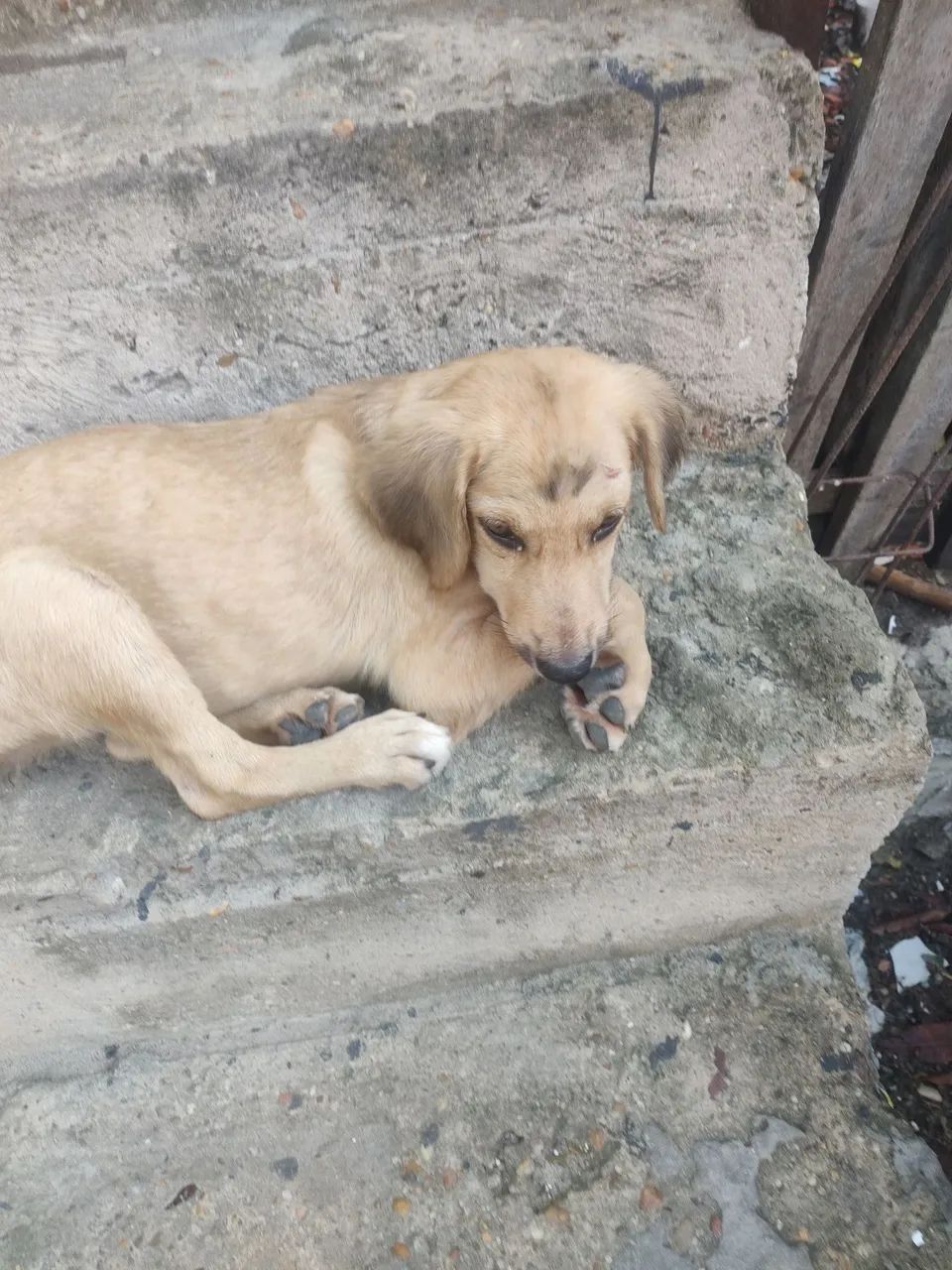 Cachorro para doação  - Foto 2