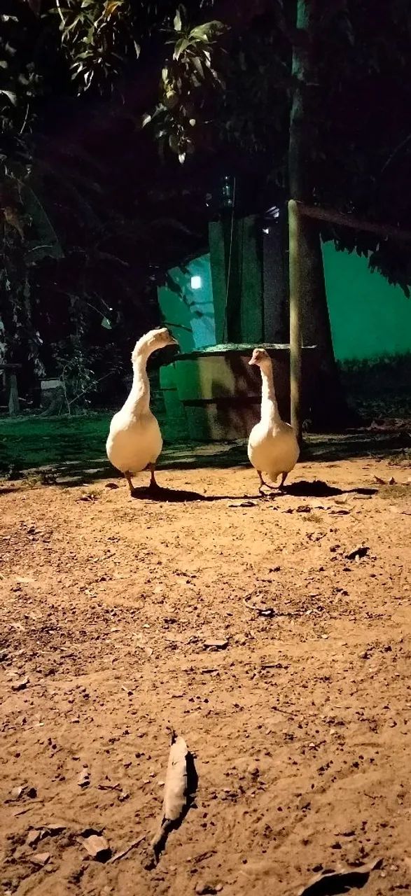 Vendo Casal de ganso  - Foto 2