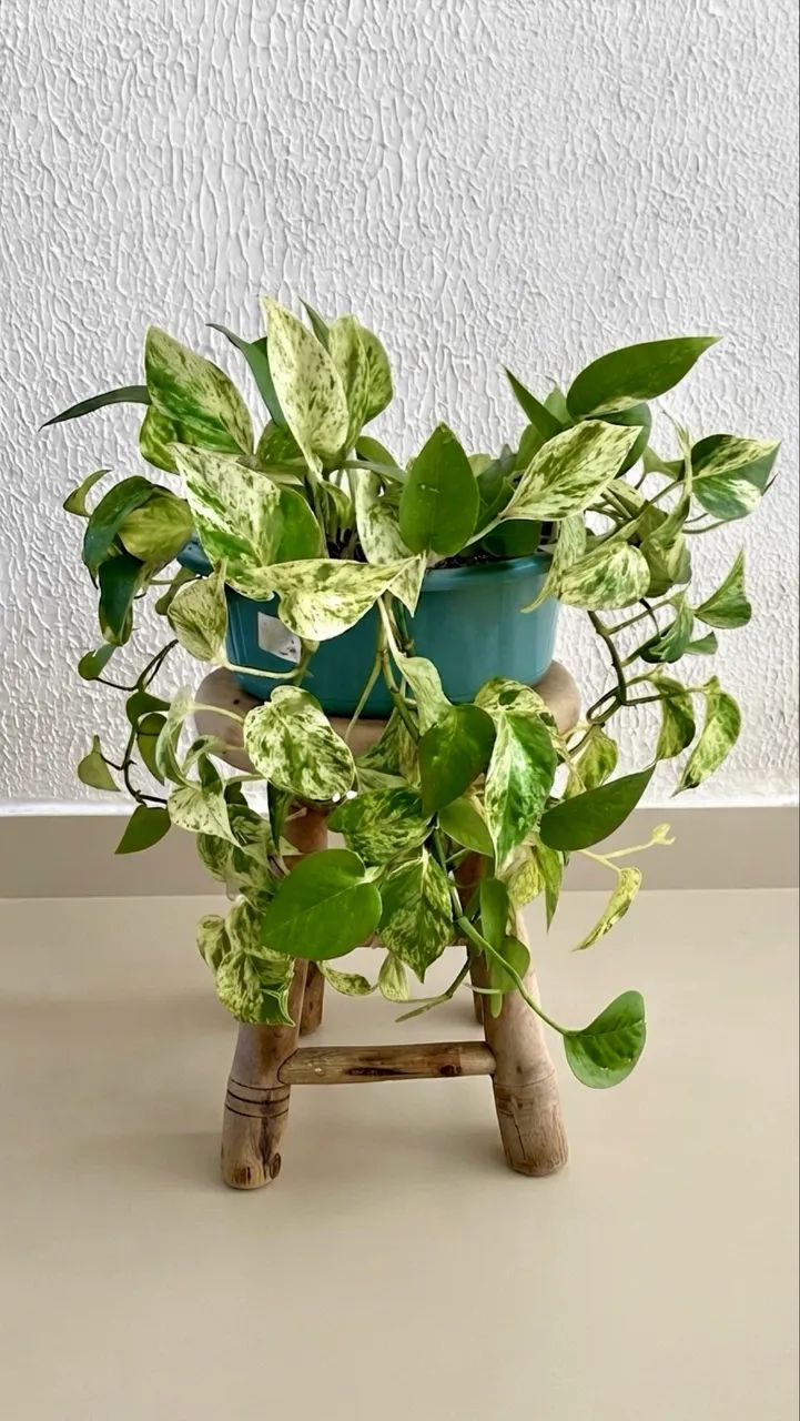 Vendo Plantas Pendentes 1