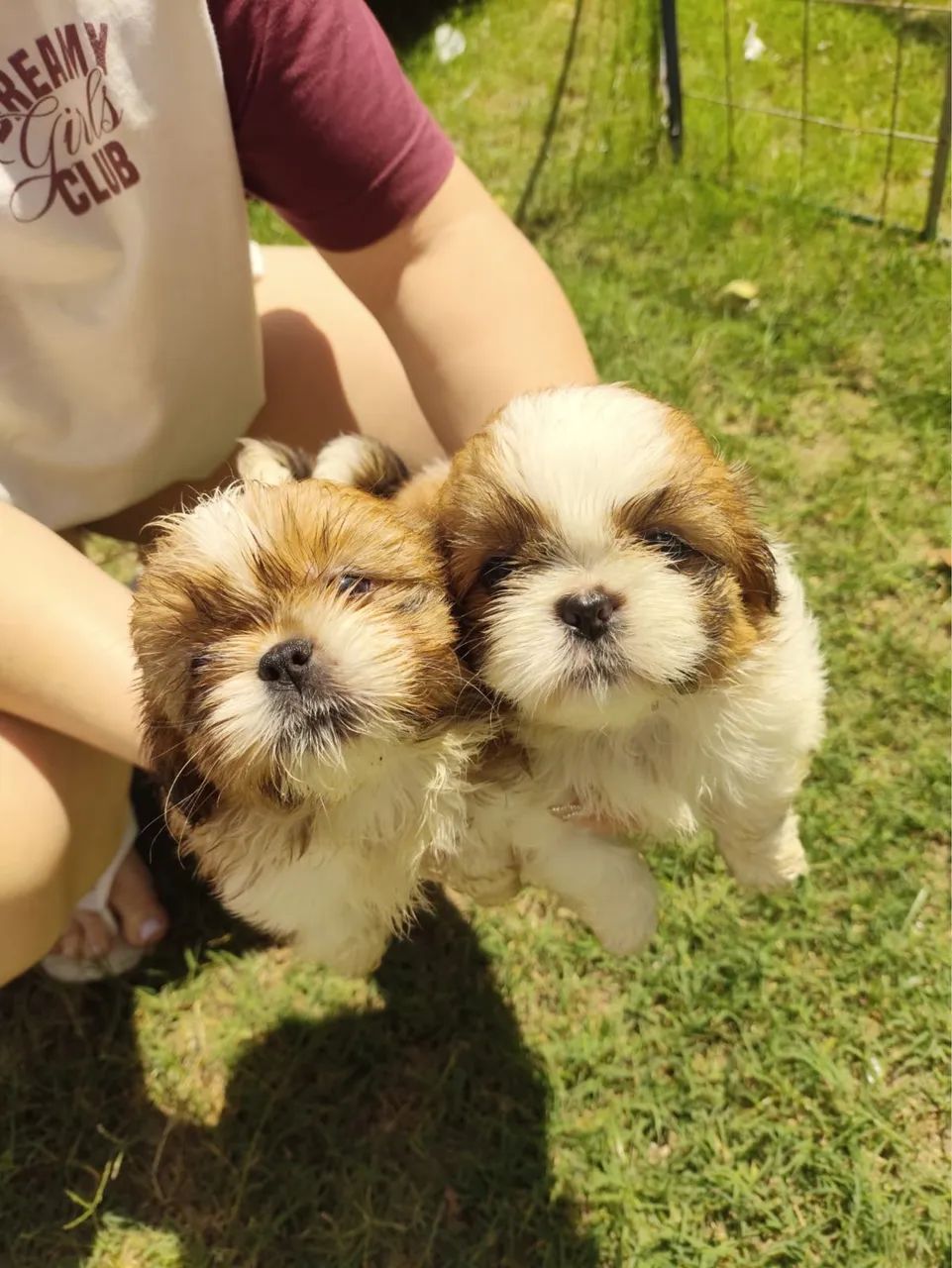 Shih tzu - Foto 5