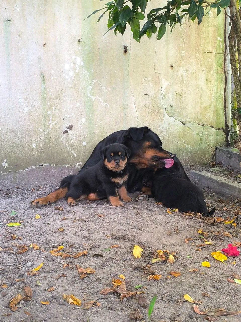 Rottweiler  - Foto 4
