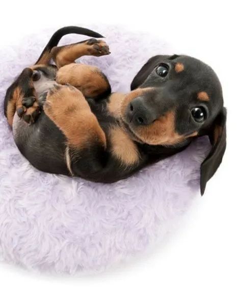 basset com garantia e procedencia  - Foto 3