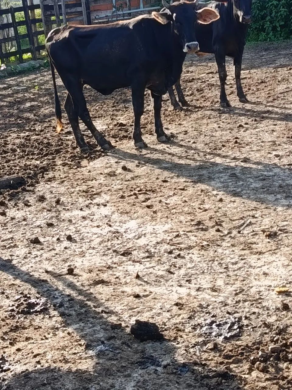 Vendo novinha garrota  - Foto 4