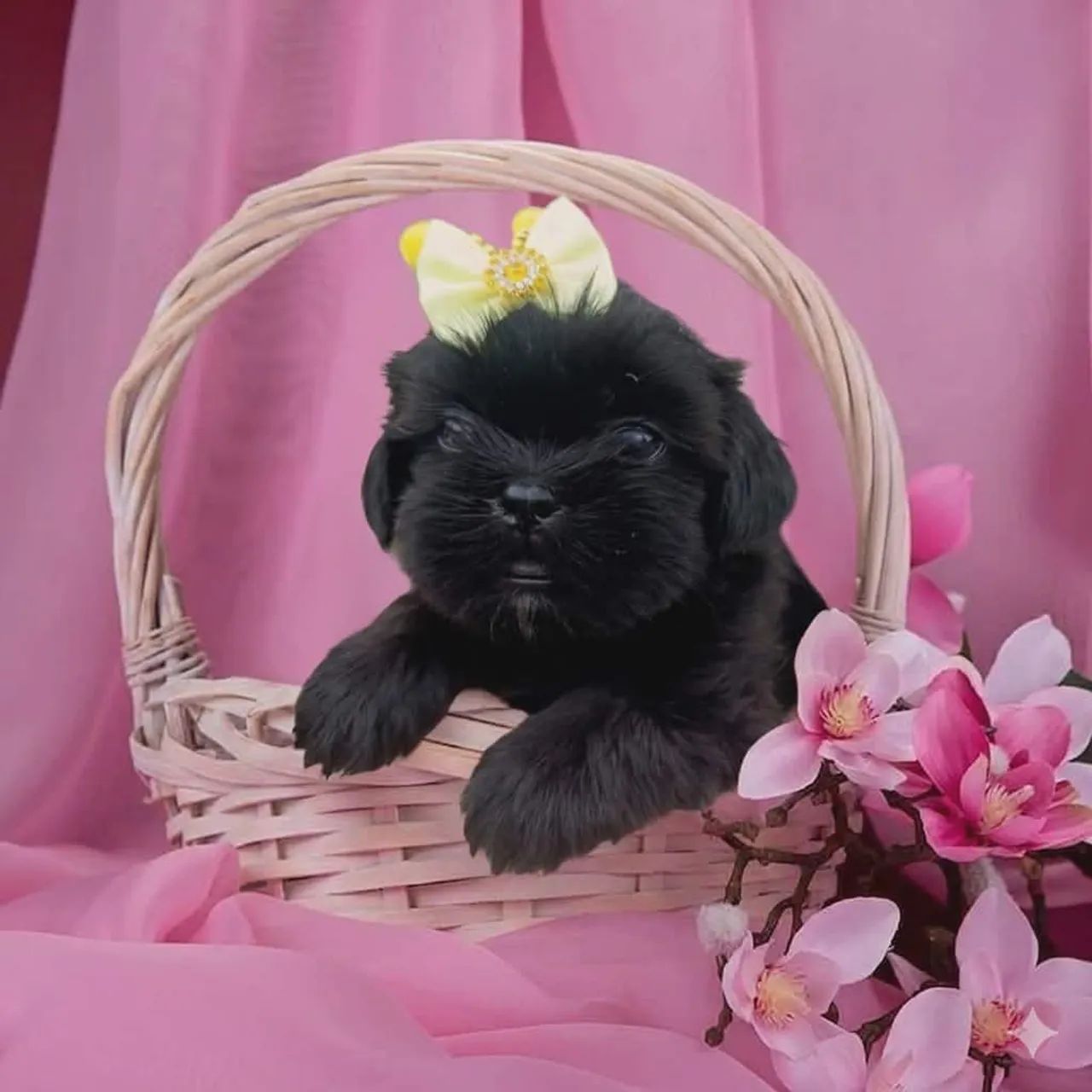 Shih Tzu  - Foto 5