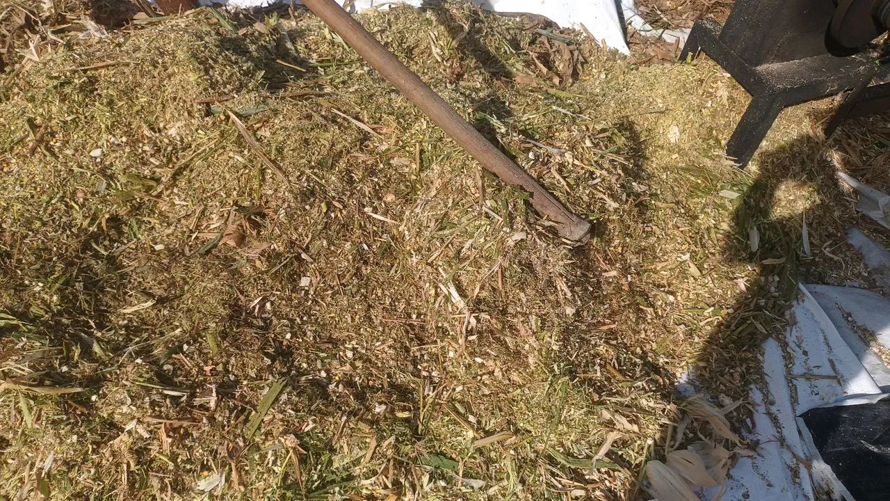 Vendo Silagem de milho ?% espiga - Foto 4