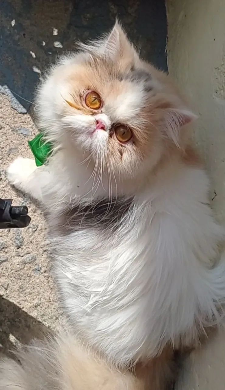 Gata persa femea 