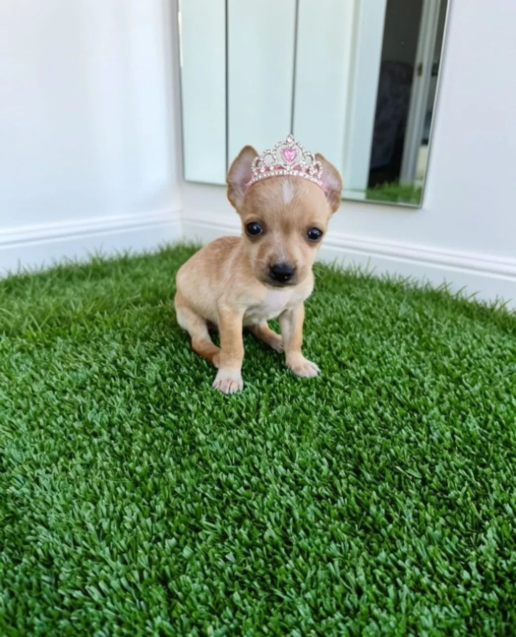 Princesa Pinscher Cheio de Energia