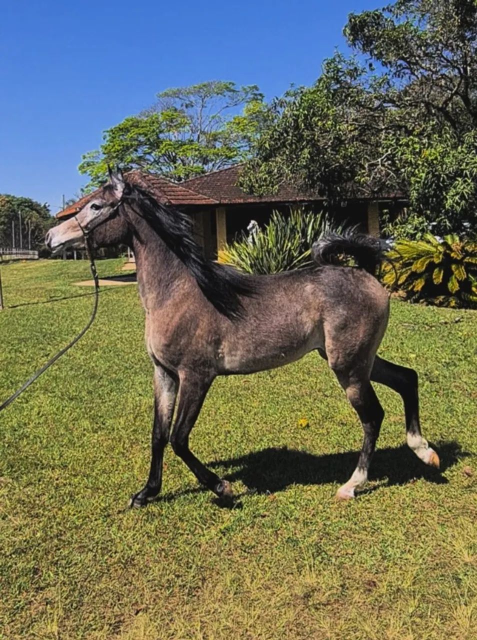 Cavalo Puro Sangue Árabe (Potro) - Foto 5