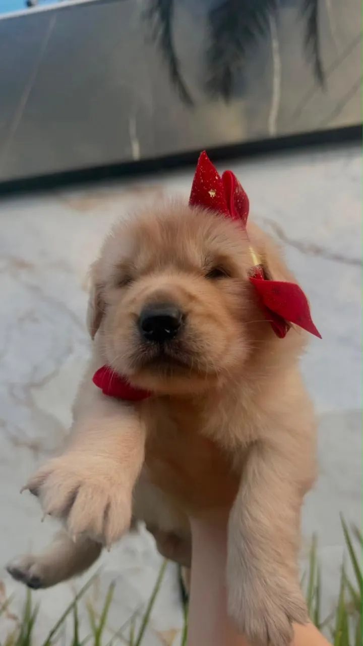 Filhotes Golden  - Foto 4