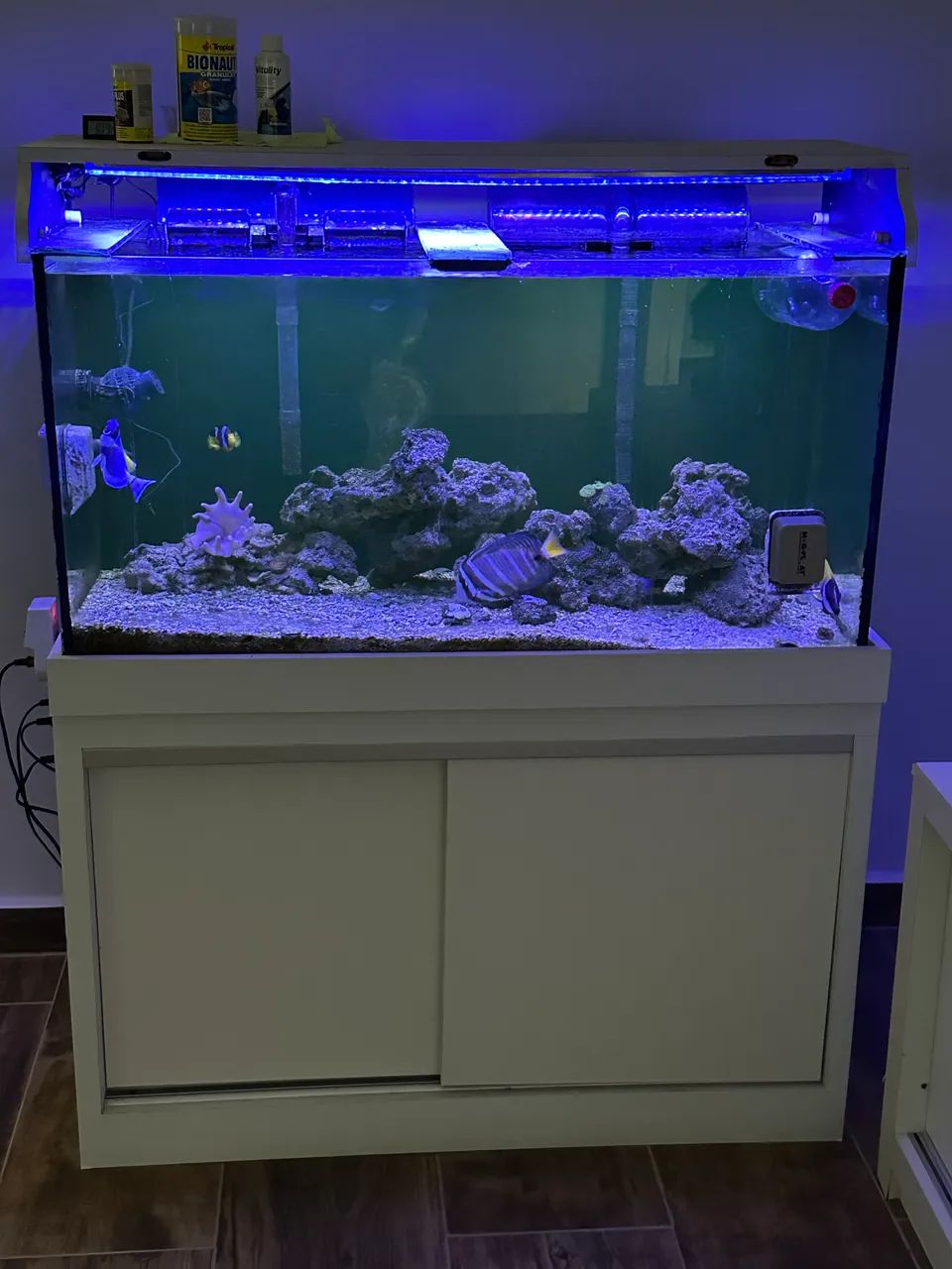 Lindo aquário marinho  - Foto 2