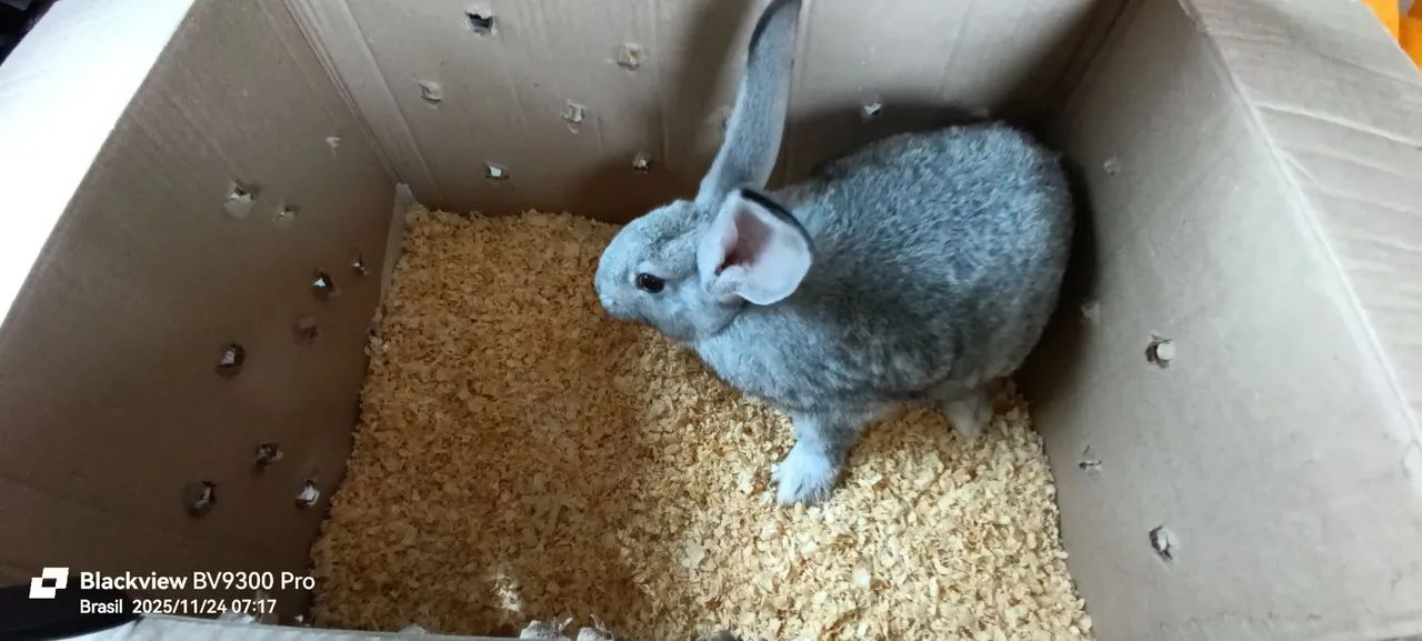 Coelhos Gigante de flândulas - Foto 5