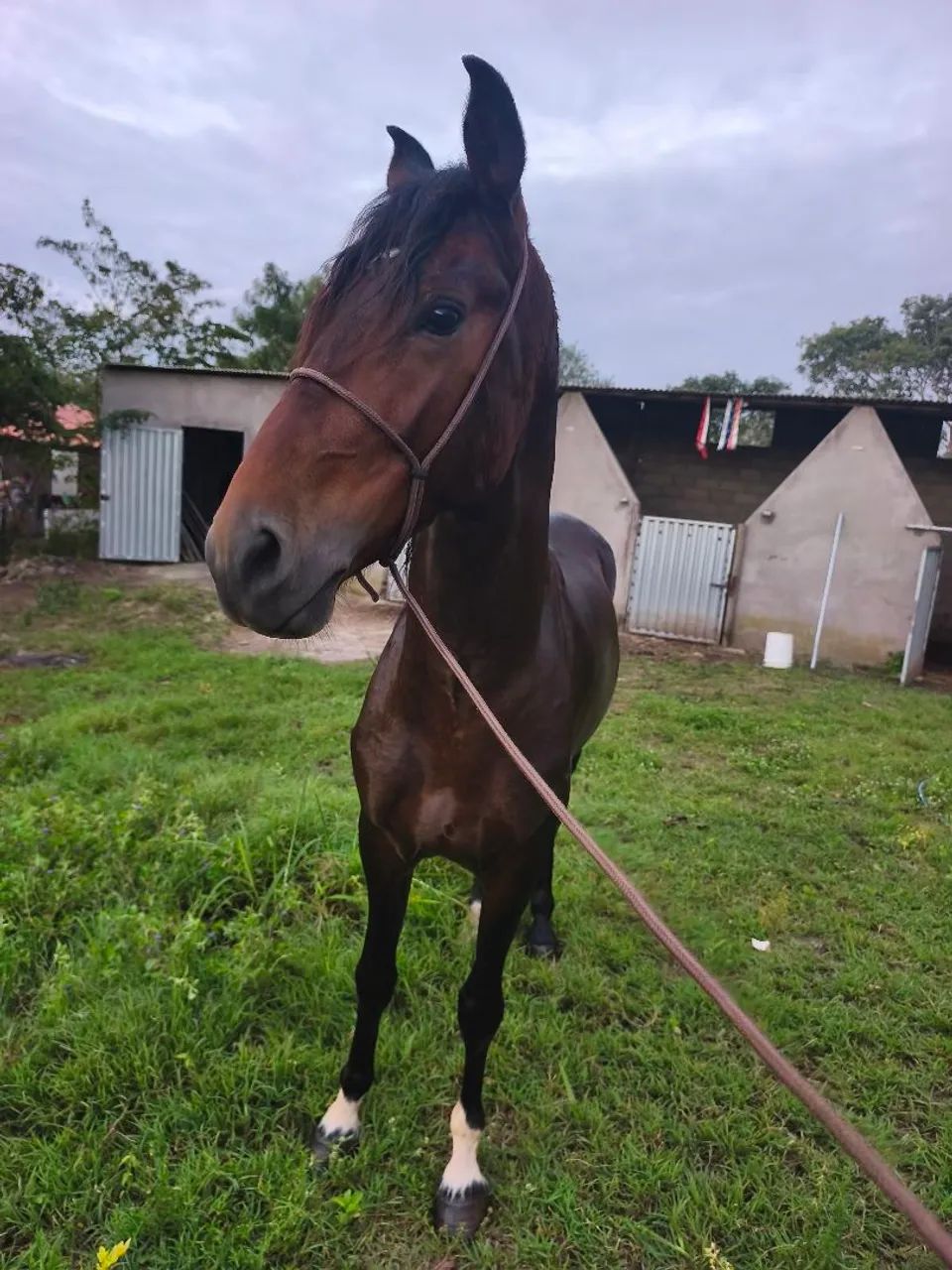 Cavalo marcha Batida  - Foto 2