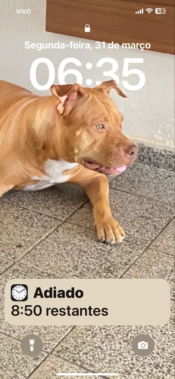 Pit moste femea para a doção 