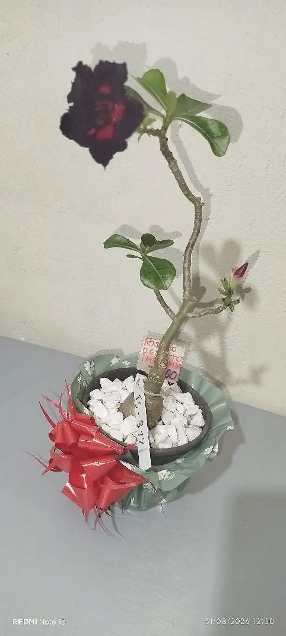 ROSA DO DESERTO  - Foto 2