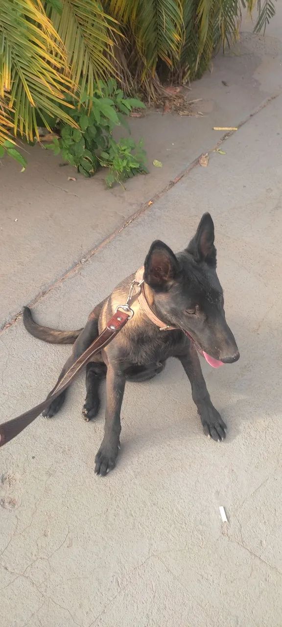 PASTOR BELGA MALINOIS, MACHO  - Foto 2