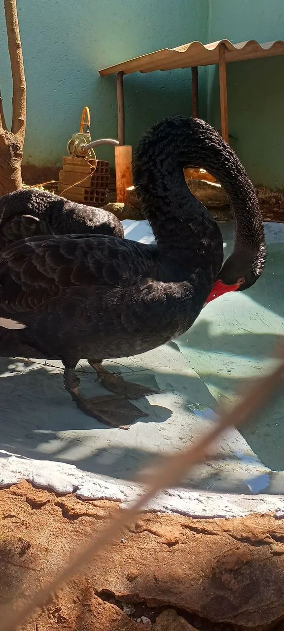 Cisne Negro  - Foto 2