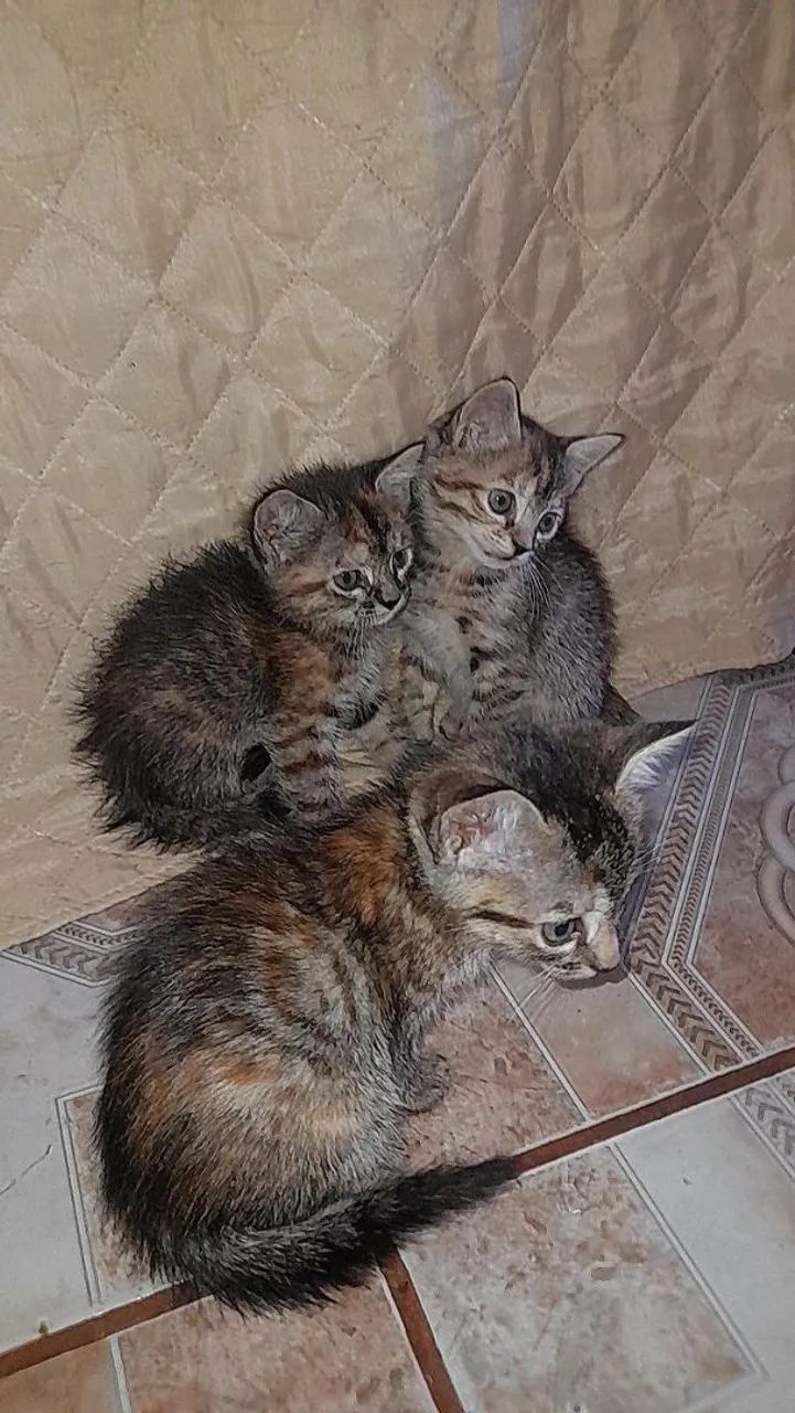 Procurando um lar - Foto 5