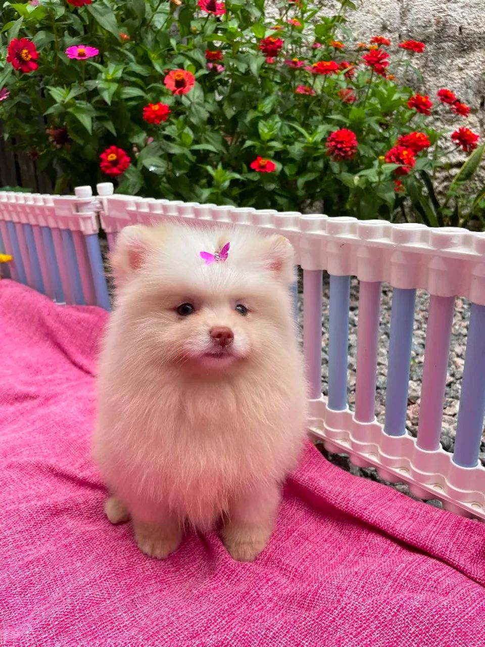 Spitz alemã fêmea
