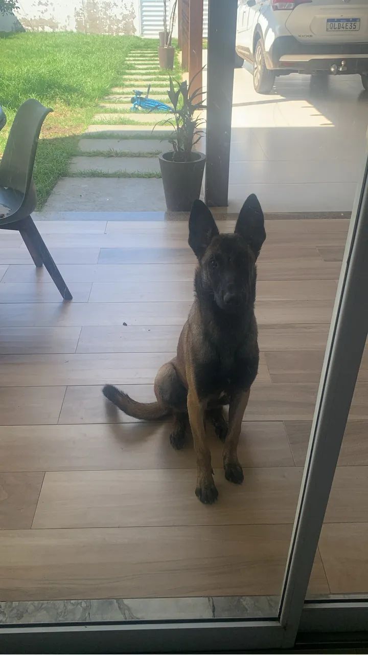 Pastor Belga Malinois - Foto 2