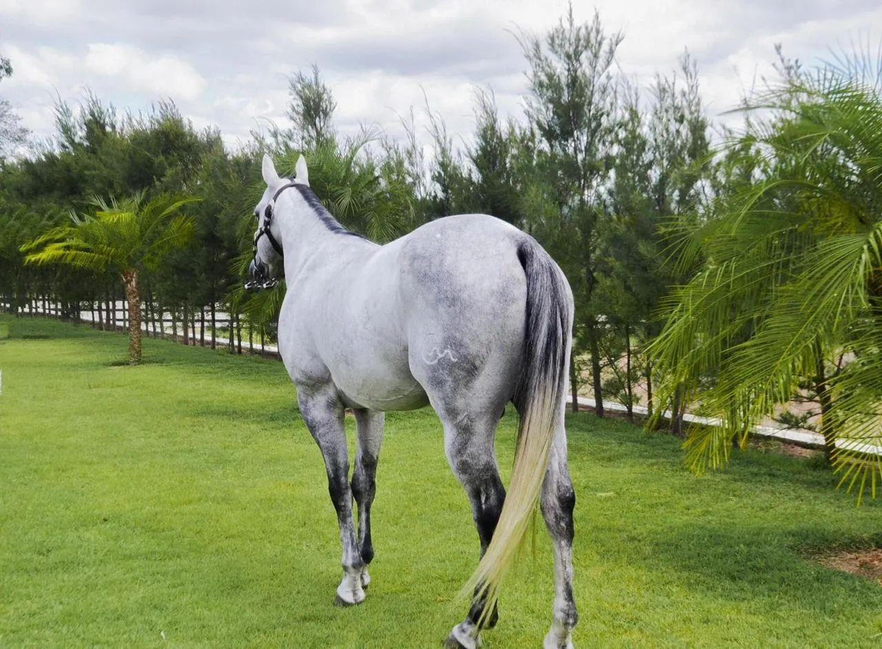 Cavalo QM puro com documento  - Foto 3