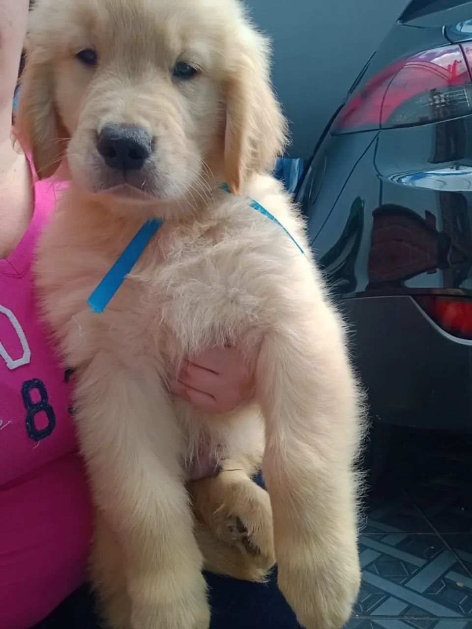GOLDEN RETRIVIER - Foto 3
