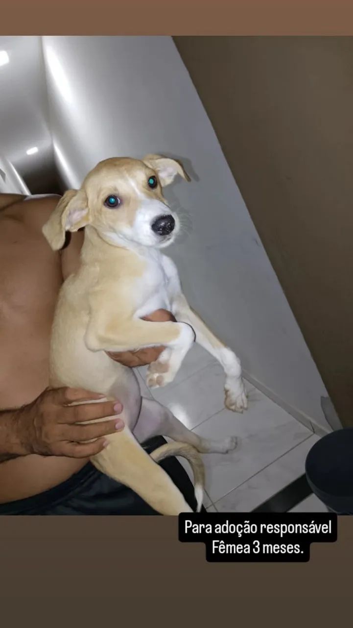 Para adoção responsável  - Foto 5