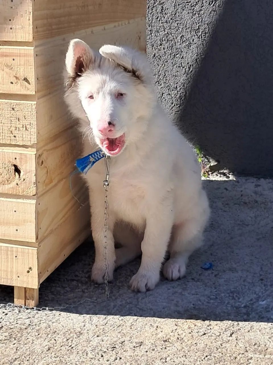 Cachorro boder collie  - Foto 3