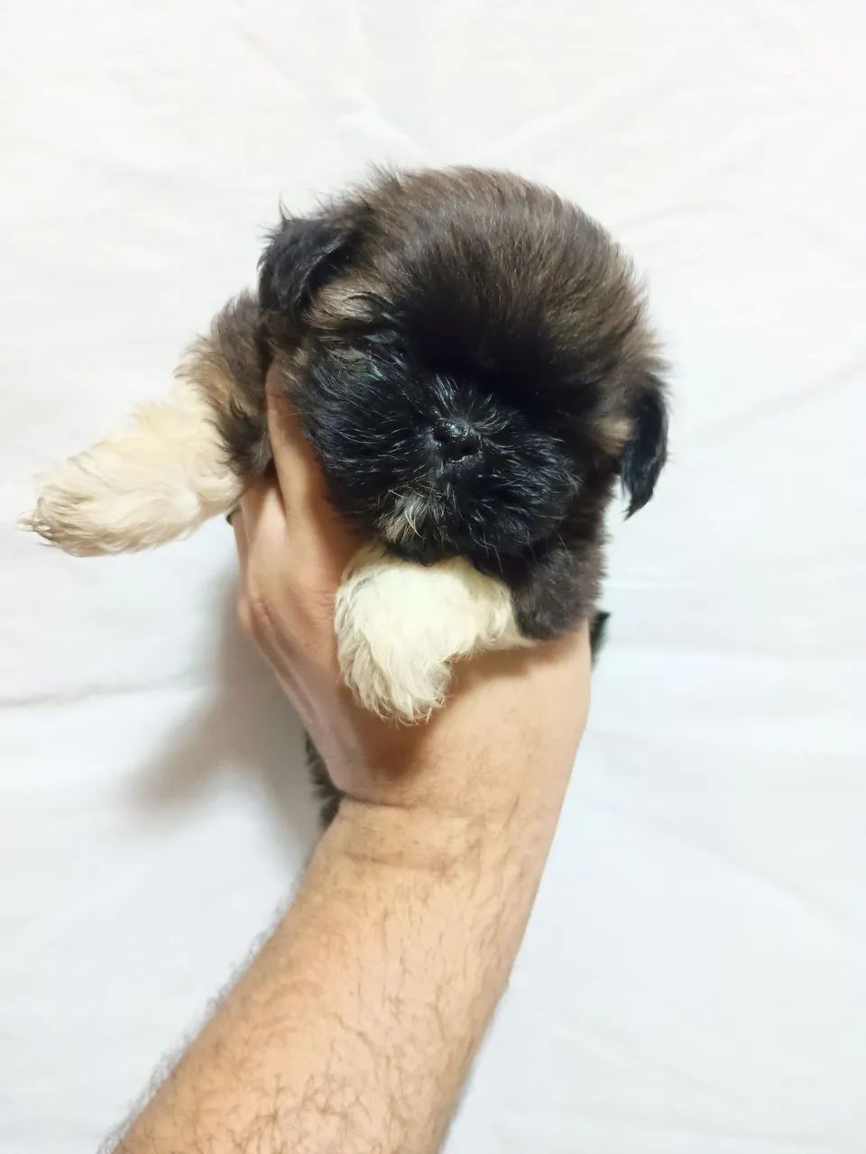 Filhotes de Shihtzu  - Foto 5