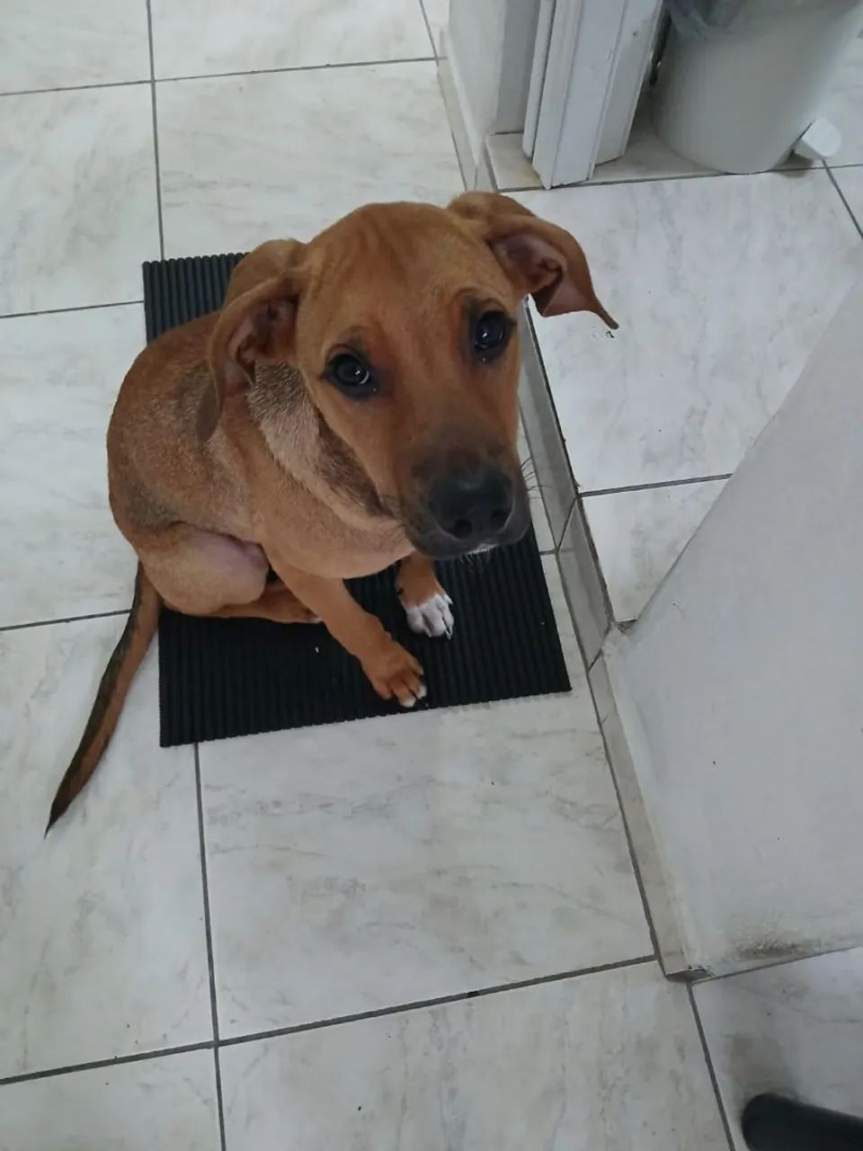 Doa-se cachorro  - Foto 4