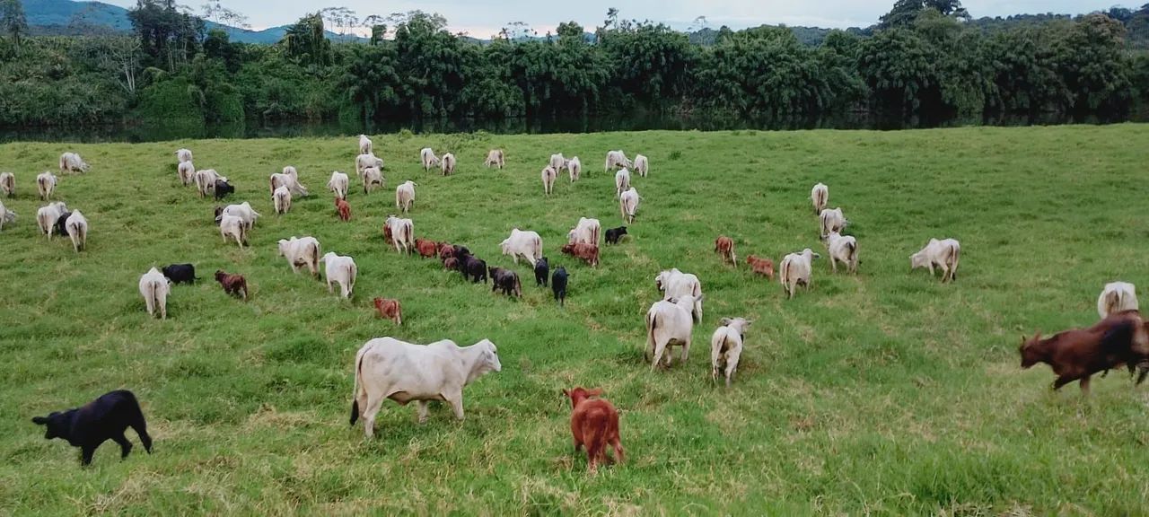 Fazenda na Pecuária  - Foto 3