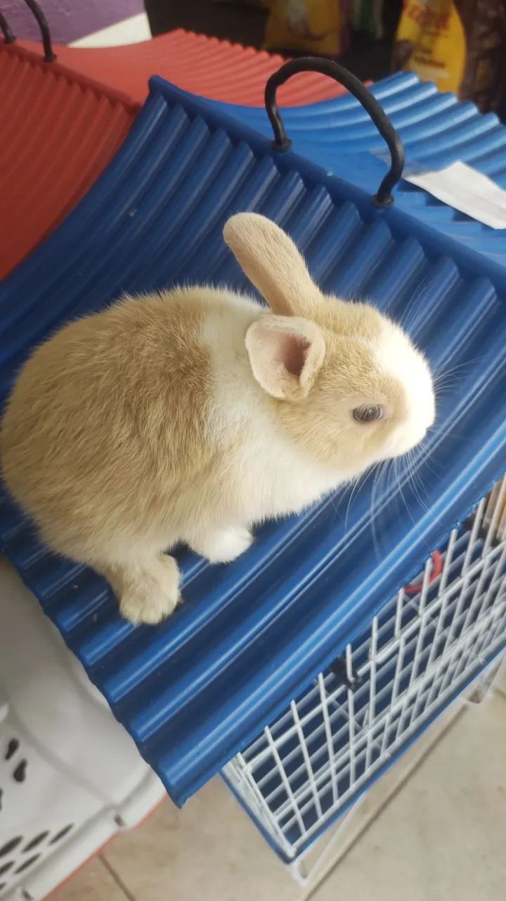 Mini coelho 