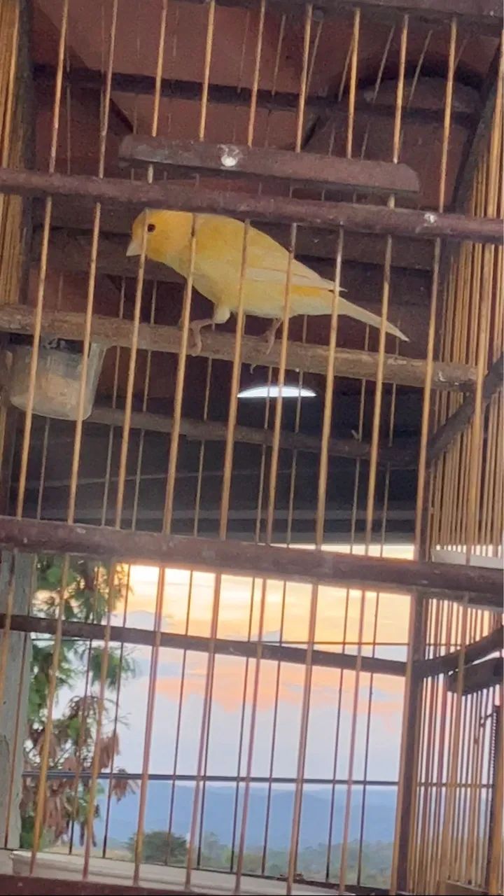 Gaiolas disponíveis  - Foto 4