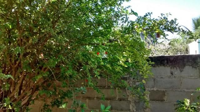 F Área no Vale das Videiras em Petrópolis - Foto 7