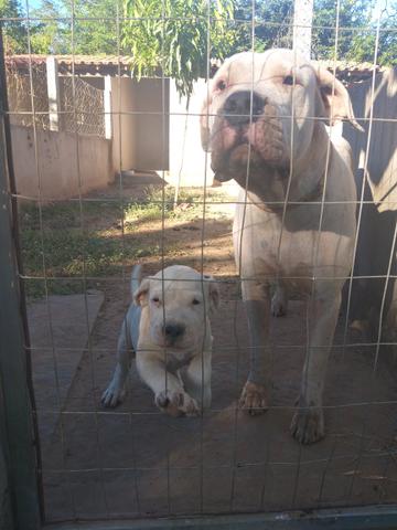 Filhote dogo argentino - Foto 6