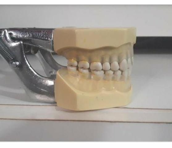 Manequim de Periodontia /Odontologia