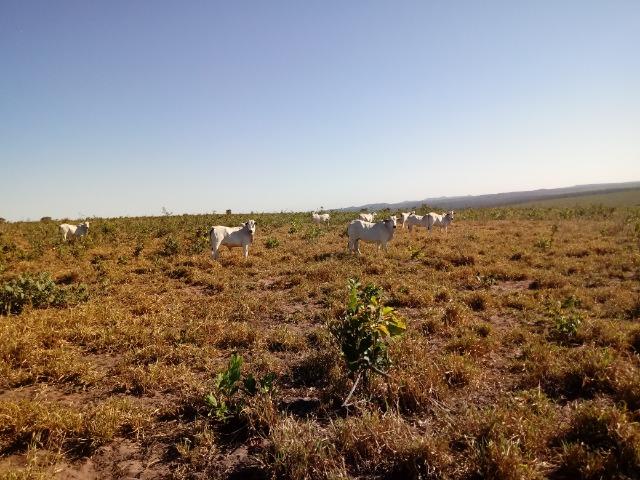Fazenda de 1940 hectares, ha 60 km de Cuiabá, na região do manso - Foto 8