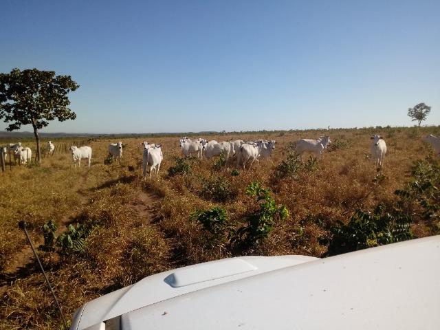 Fazenda de 1940 hectares, ha 60 km de Cuiabá, na região do manso - Foto 6