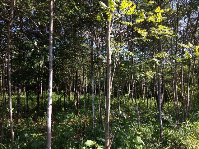 Vendo Fazenda com bem feituria de 42 hectares em Bacabeira, KM 53 da BR -135