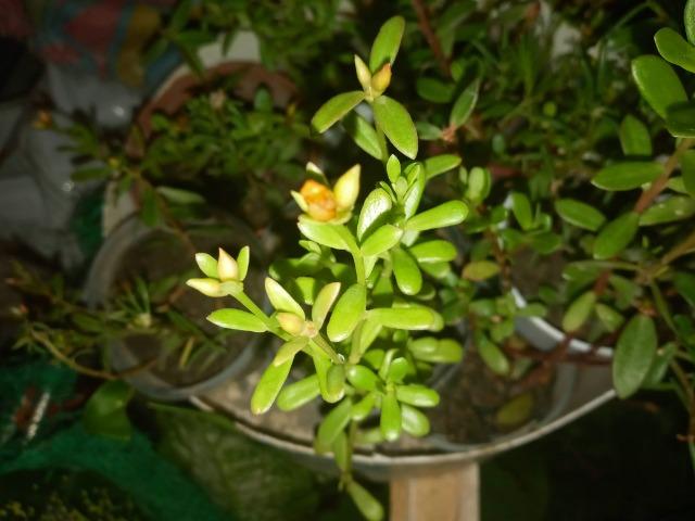 Plantas Medicinais - Foto 3