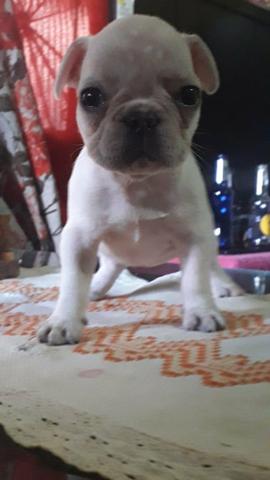 Vendo Bulldog francês com pedigree - Foto 3