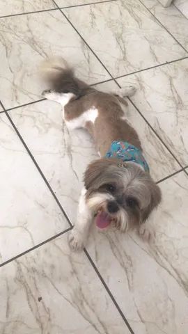 Cachorro shih-tzu macho