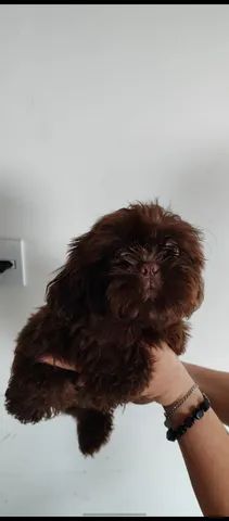 Vendo filhotes de Shitzu toppp