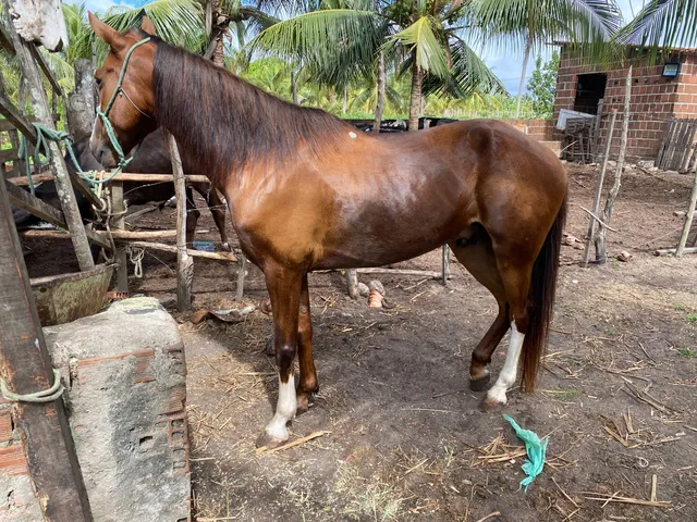 Cavalo de esteira - Cavalos e acessórios - Boca da Mata 1256655255