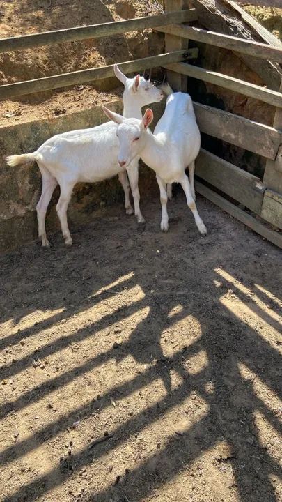 Cabrito, Cabra Saanen - Foto 2