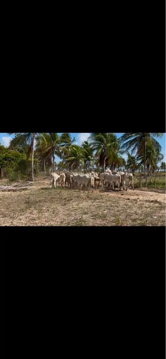 GARROTAS E NOVILHAS NELORE - Foto 2